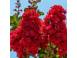 Iedera helix gard viu vesnic verde 50 buc inaltime 50 cm 827290 poza 4